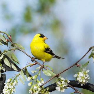 Goldfinch and Serviceberry Blossoms