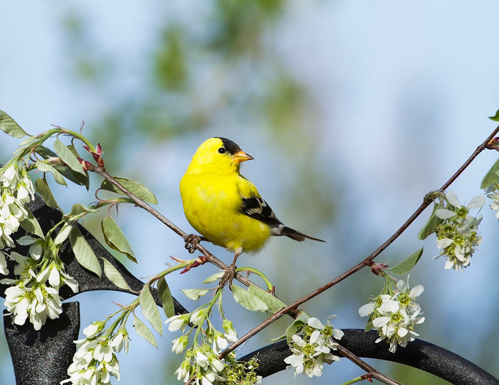 Goldfinch and Serviceberry Blossoms