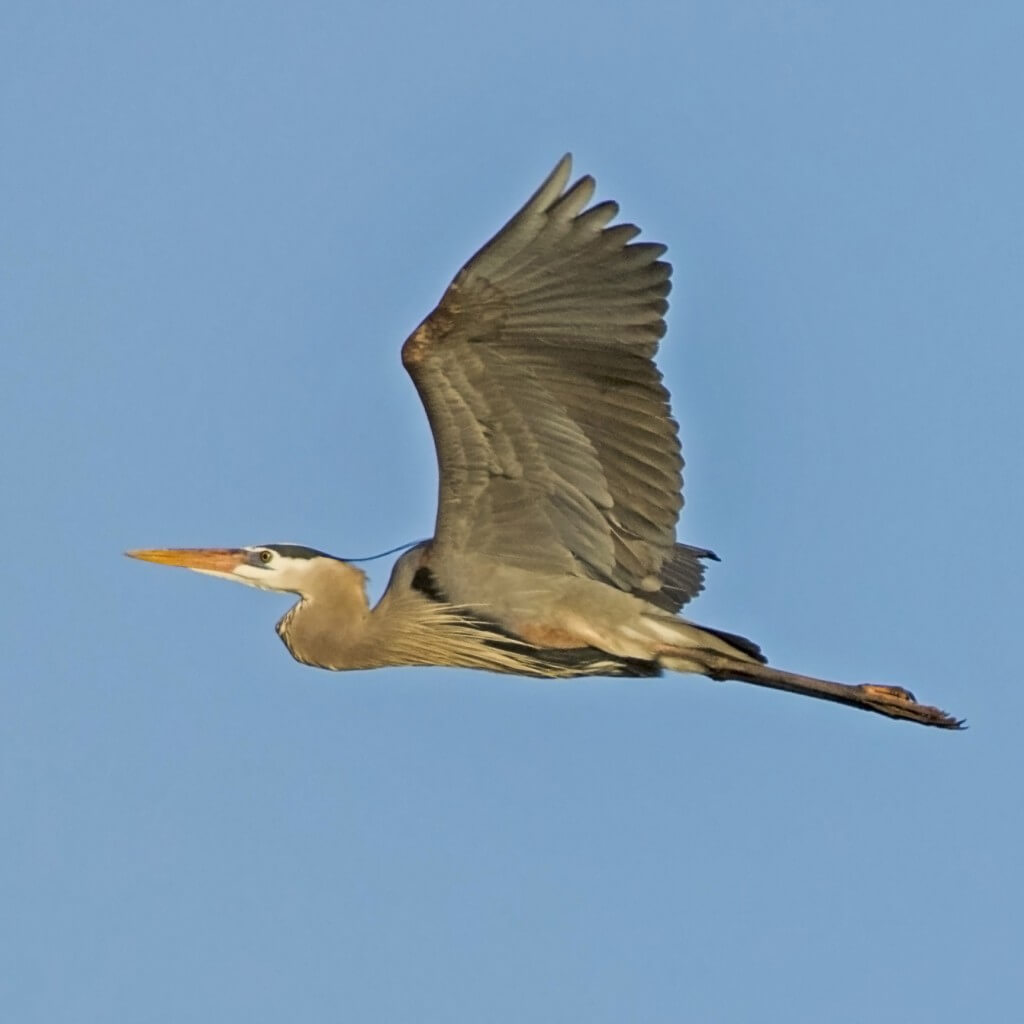 Great Blue Heron in Flight 1