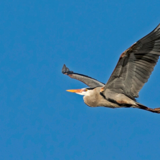 Great Blue Heron in Flight 3