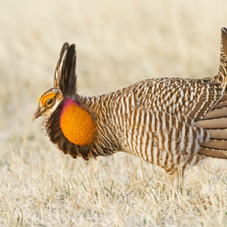 Greater Prairie Chicken in Profile