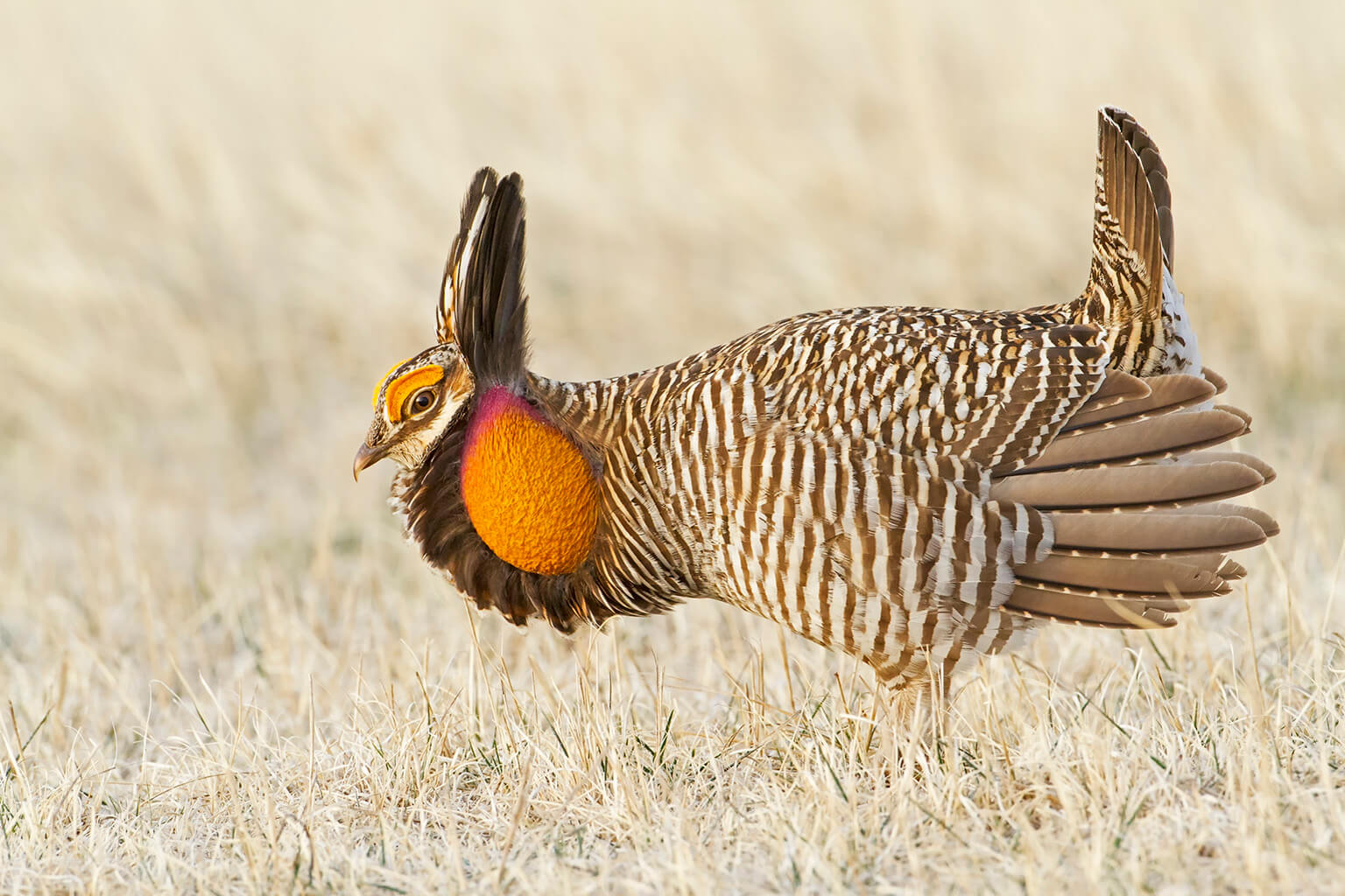 Greater Prairie Chicken in Profile