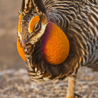 Greater Prarie Chicken Close up