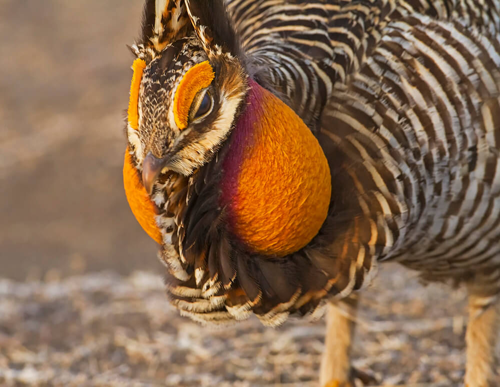 Greater Prarie Chicken Close up