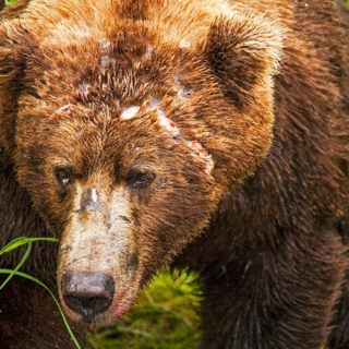 Grizzled Veteran Grizzled Veteran 72p