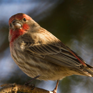 House Finch Backyard