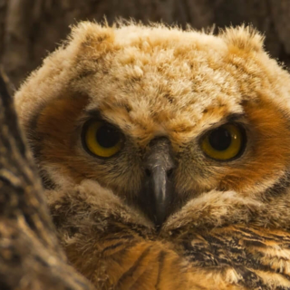 I'm Watching You
