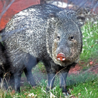 Javelina Javalina Sedona