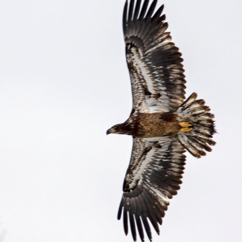 Juvenile Bald Eagle Underside