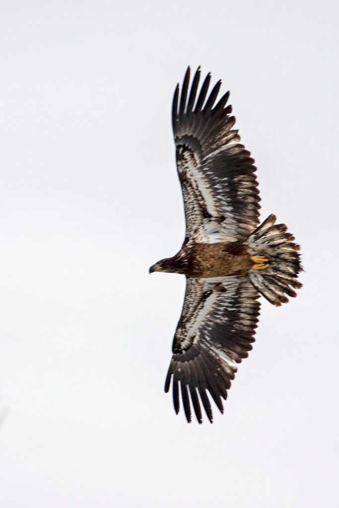 Juvenile Bald Eagle Underside