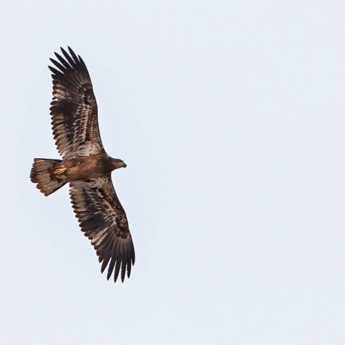 Juvenile Bald Eagle in Flight