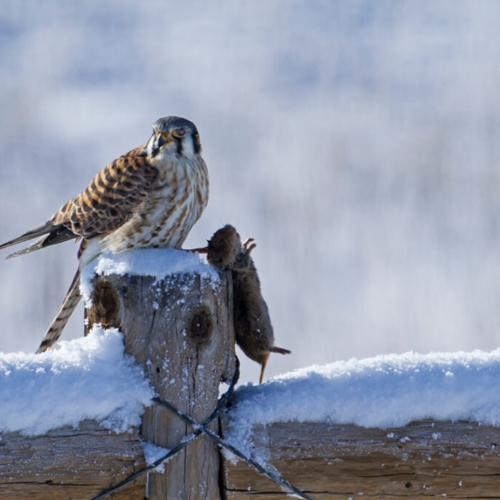Kestrel with Mouse