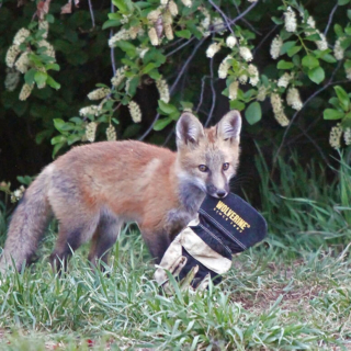 Kit Fox with Glove Kit Fox with glove