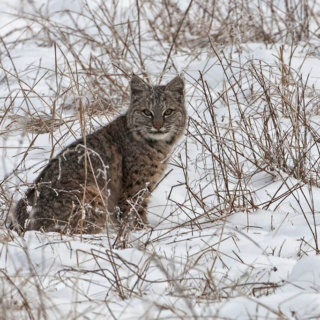 Bobcat Watching Us Bobcat watching us British Columbia