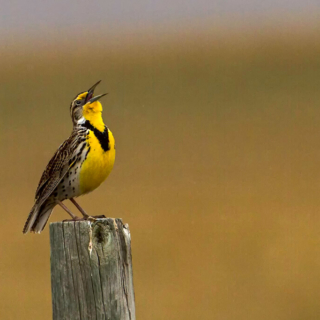 Meadow Lark on Post Pawnee