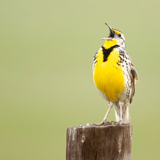 Meadowlark in Full Song