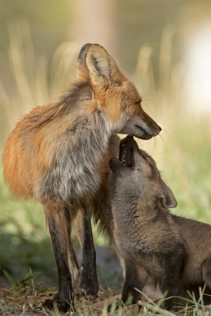 Mom Fox and Kit
