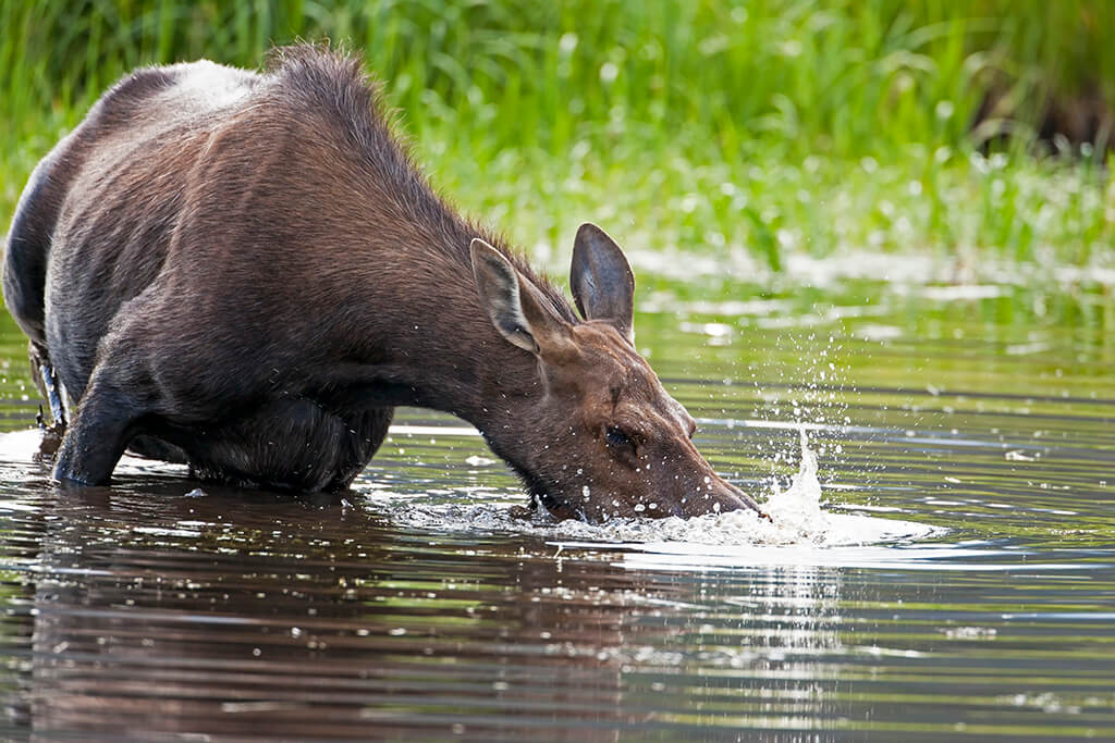Moose Cow blowing into Pond Rocky Mountain National Park