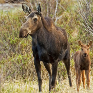 Moose cow and Calf Moose cow and calf RMNP