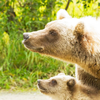 Mother and Cub Watching Out Mother and Cub Watching Out