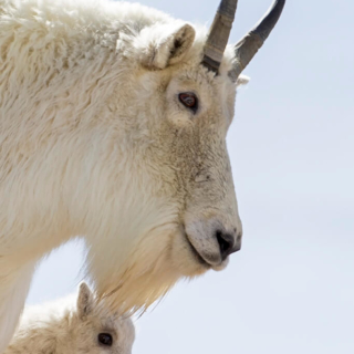 Mountain Goat and Kid Mtn Goat Momma and Kid