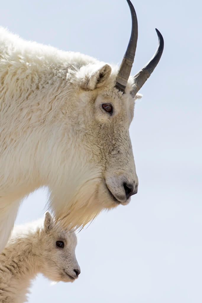 Mtn Goat Momma and Kid