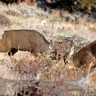 Mule Deer Bucks Fighting Mule Bucks fighting RMNP 72p