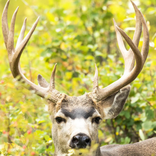 Mule Deer Buck Mule Deer Buck Gros Ventre