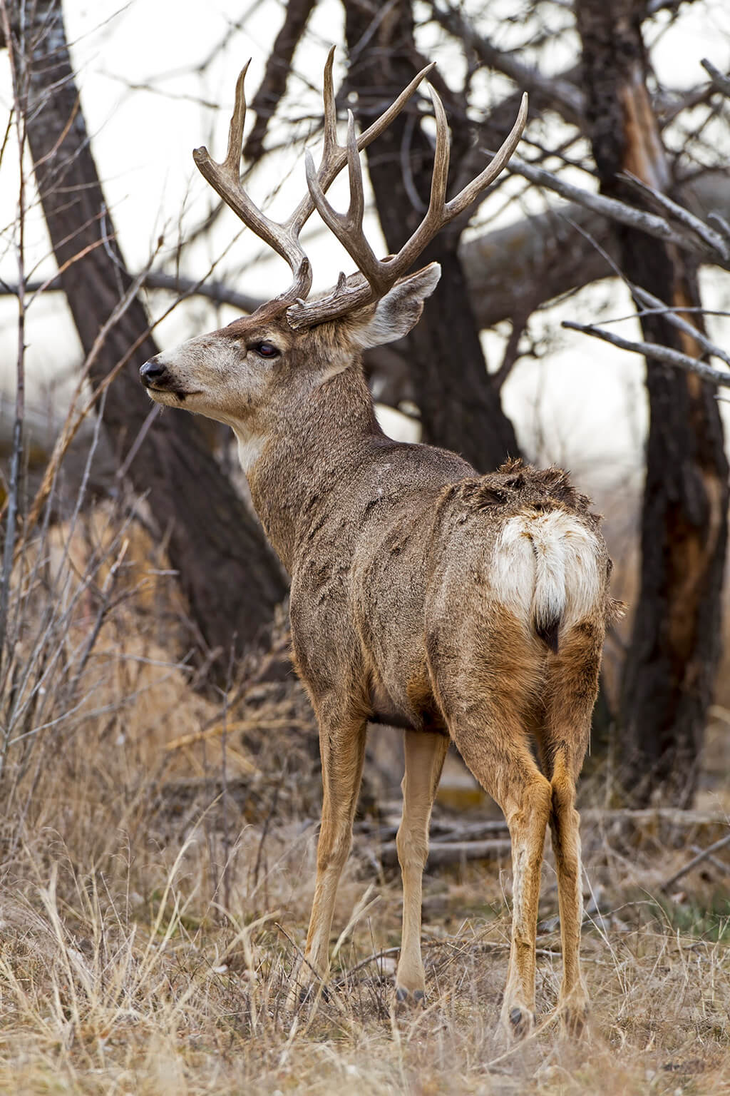 Mule Deer Buck Portrait