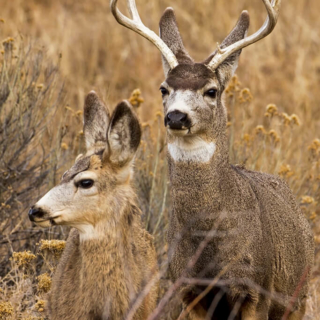 Mule Deer Doe and Buck Mule Deer Doe and Buck RM Arsenal