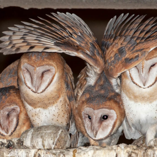 One of Four Barn Owls is Awake