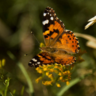 Painted Lady Butterfly Painted Lady Butterfly Horsetooth Park