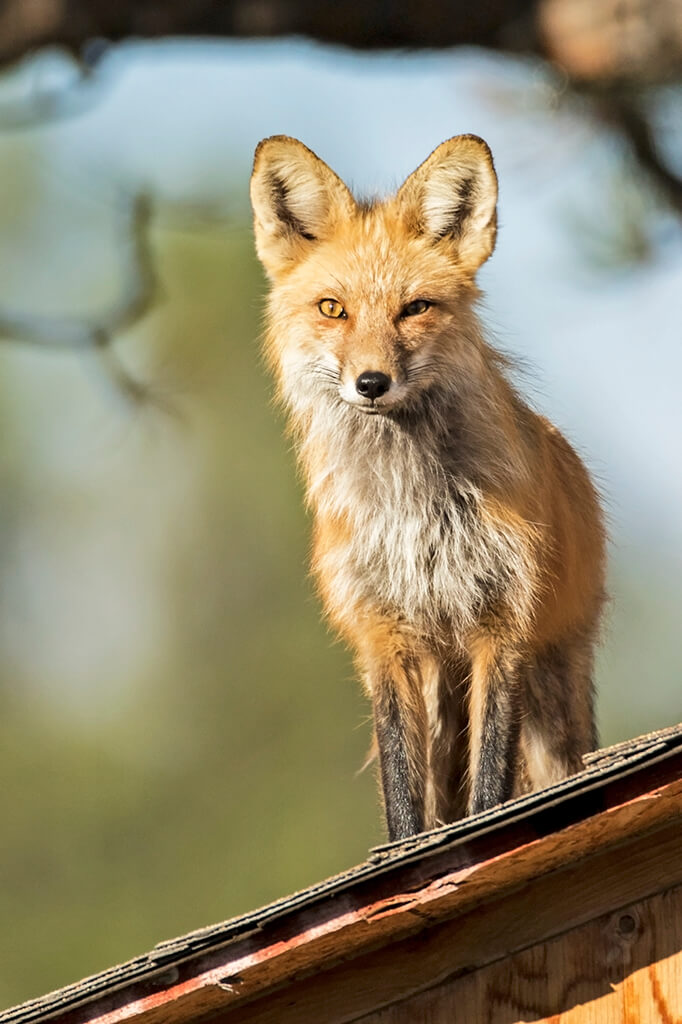 Papa Fox on Roof