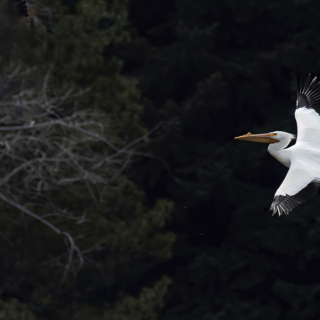 White Pelican in flight