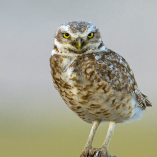 Pawnee Burrowing Owl Portrait
