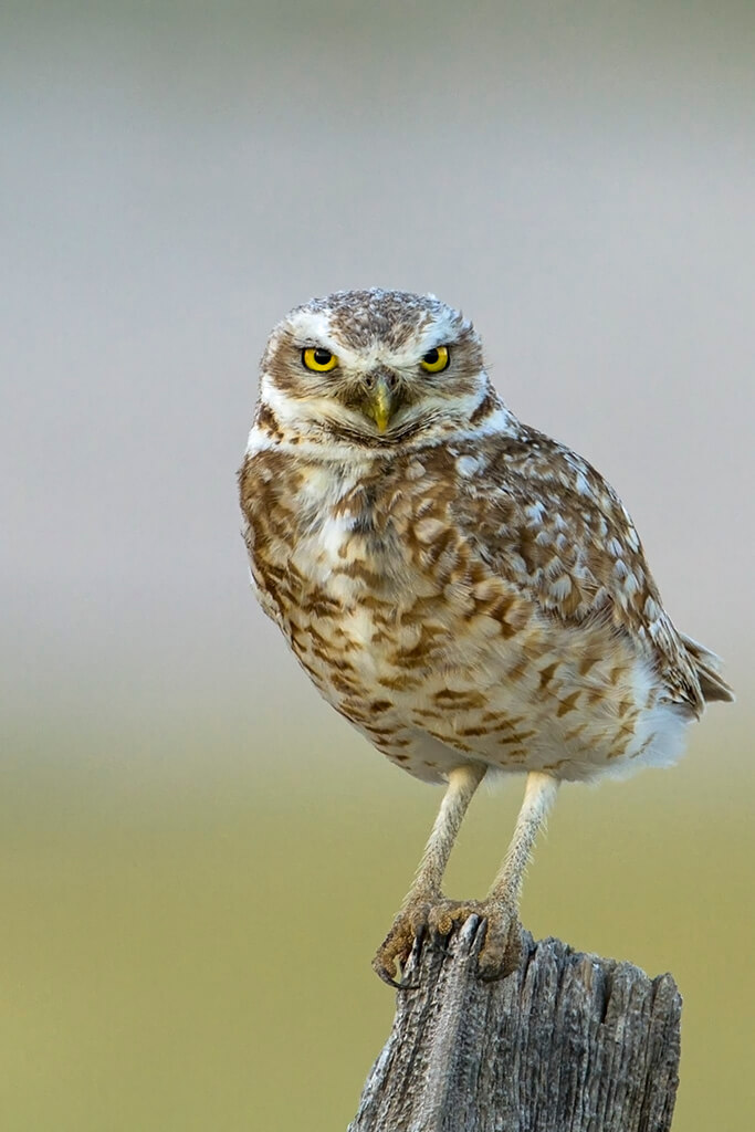Pawnee Burrowing Owl Portrait