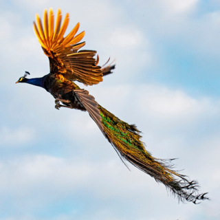 Peacock in Flight
