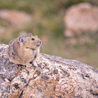 Perky Pica Pica at Rocky Mountain National Park