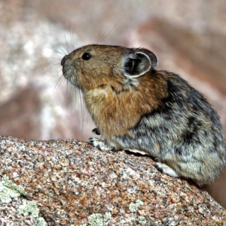 Pica on Mount Evans Pica transition from winter to summer coat Mt Evans