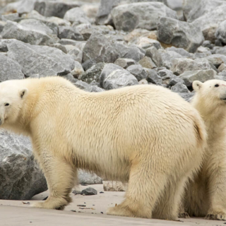 Polar Bear and Yearling Polar Bear and Yearling on Beach