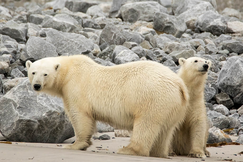 Polar Bear and Yearling on Beach
