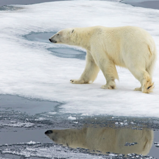 Polar Bear on Ice Polar Bear on Ice w Reflection