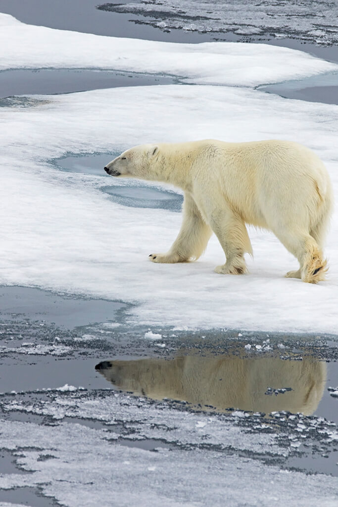 Polar Bear on Ice w Reflection