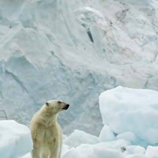 Polar Bear on Iceberg Polar Bear on Iceburg