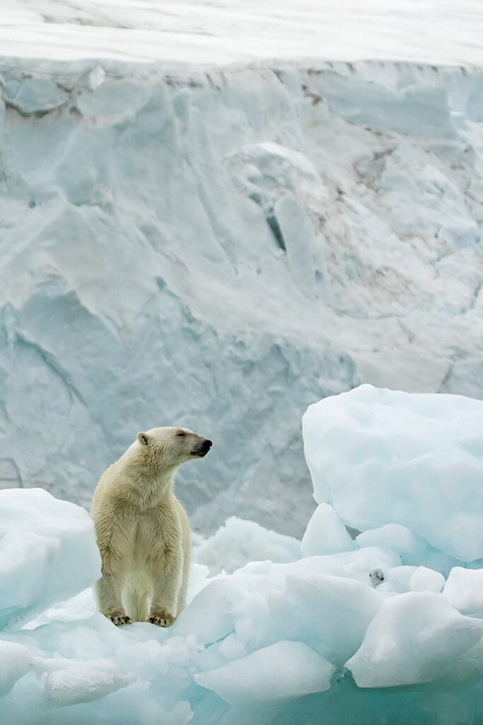 Polar Bear on Iceburg