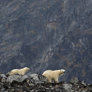 Polar Bears on Ridgeline Polar Bears on Ridgeline