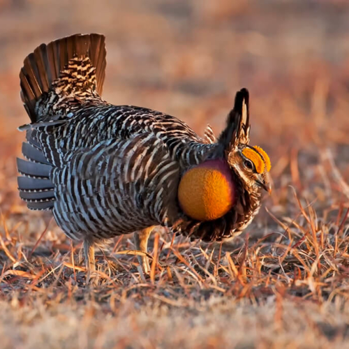 Prairie Chicken with air sacs extended