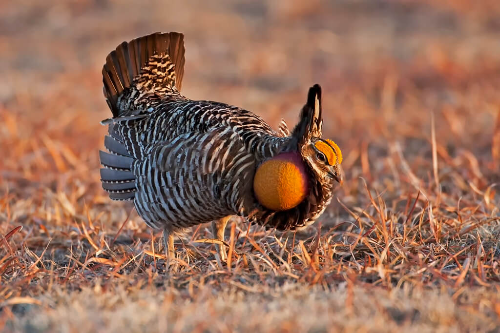 Prairie Chicken with air sacs extended