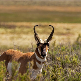 Pronghorn Pronghorn Antelope North Park Colorado