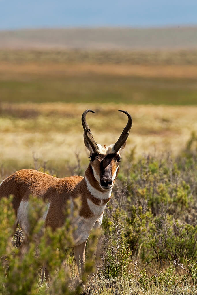 Pronghorn Antelope North Park Colorado